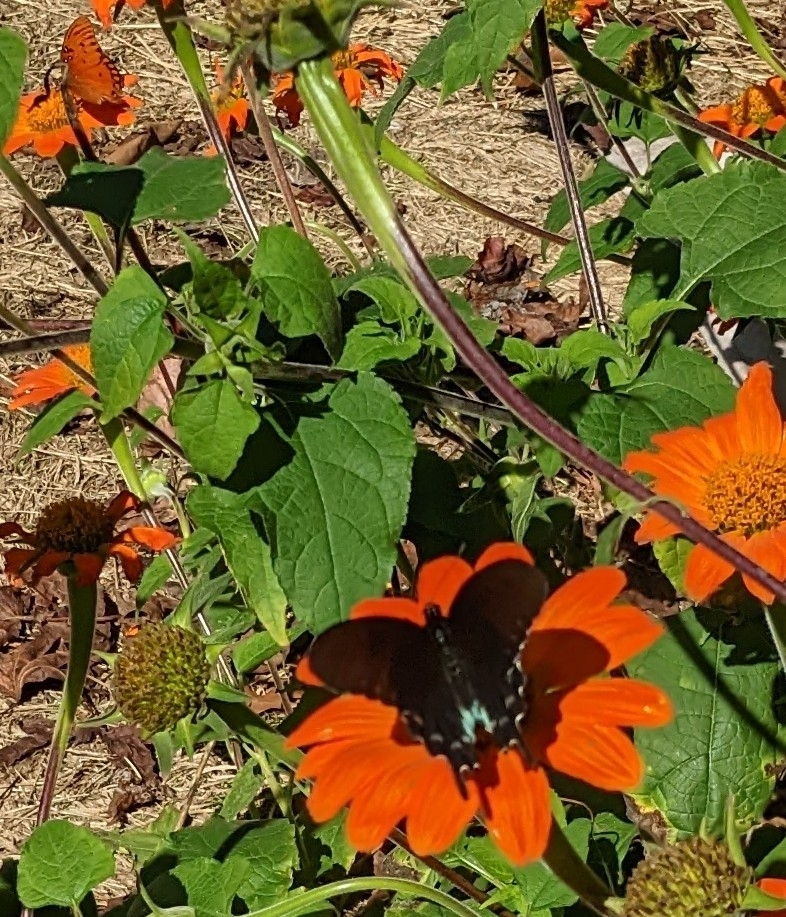 Pipevine Swallowtail From Big Branch On November 02 2022 At 01 14 PM