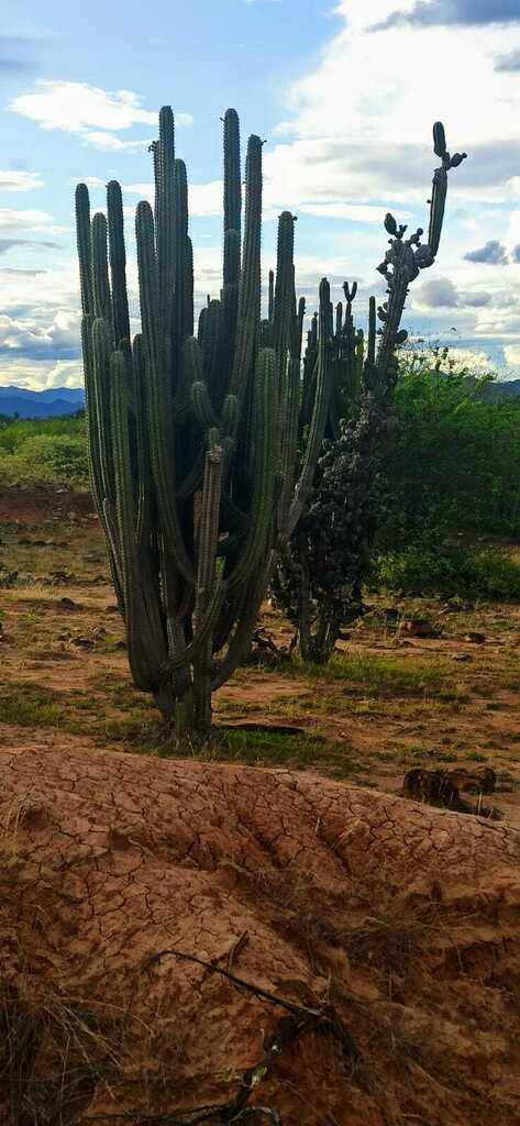 Pitaya De Queretaro From Neiva Huila Colombia On October 28 2022 At