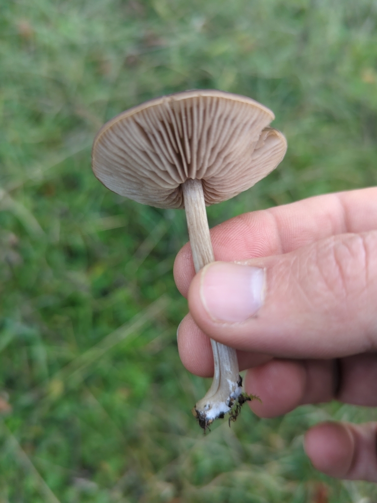 Common Gilled Mushrooms And Allies From Gloucestershire On November 3