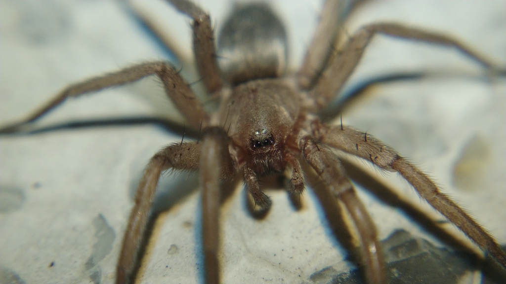 Ground Spiders From Ban Phue Ban Phue District Udon Thani 41160