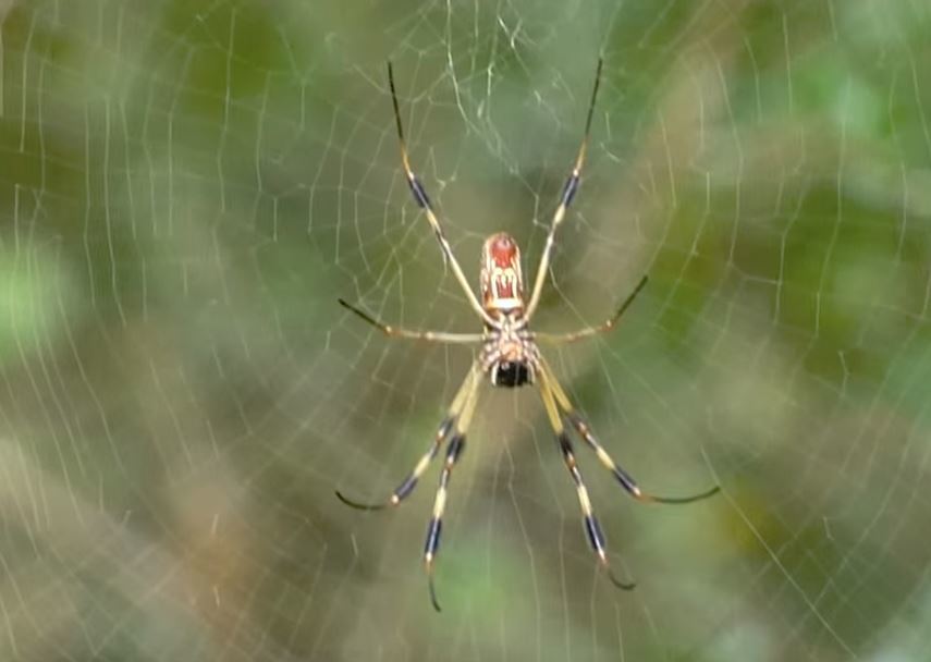 Golden Silk Spider From Lake Jackson TX USA On September 19 2015 At