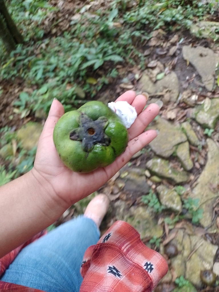 Black Sapote From Tequecholapa On October At Am By Ana