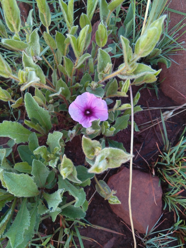 Leafy Morning Glory From Carletonville South Africa On November