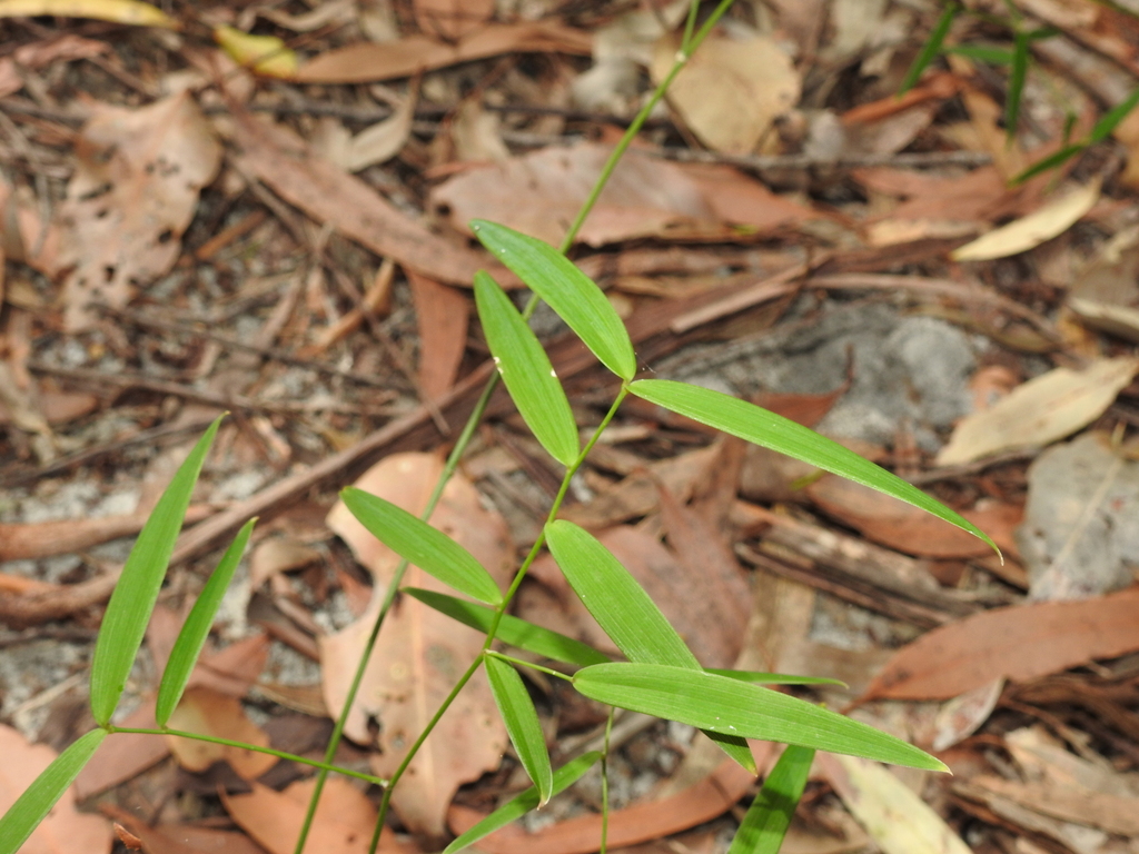 Wombat Berry From Cooloola Excl Gympie Great Sandy Queensland