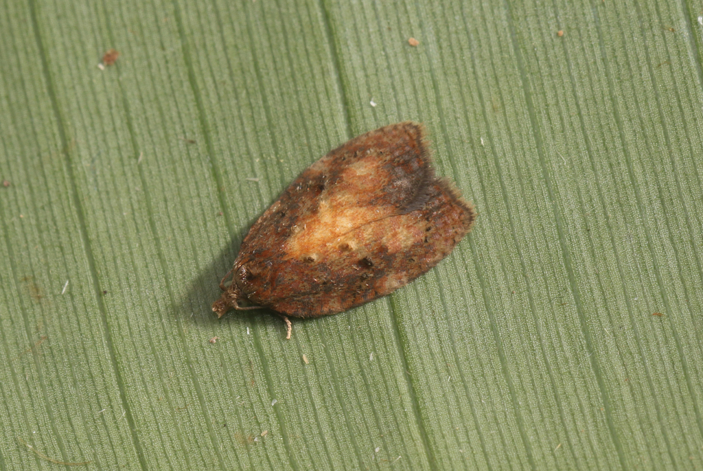 Acleris From San Jos Province Copey De Dota M On December