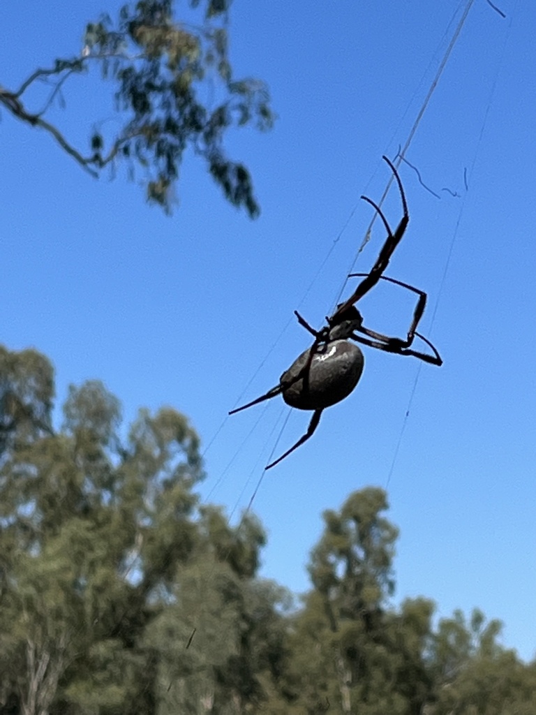 Australian Golden Orbweaver From Collendina Nsw Au On March