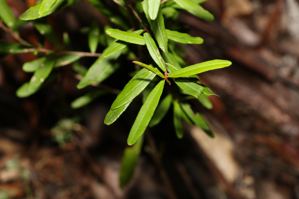 Wallum Phebalium From Cooloola Qld Australia On November