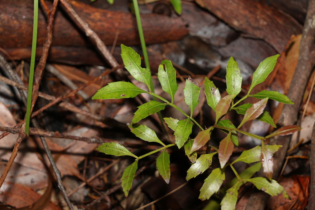 Fern Top From Cooloola Excl Gympie Great Sandy Queensland