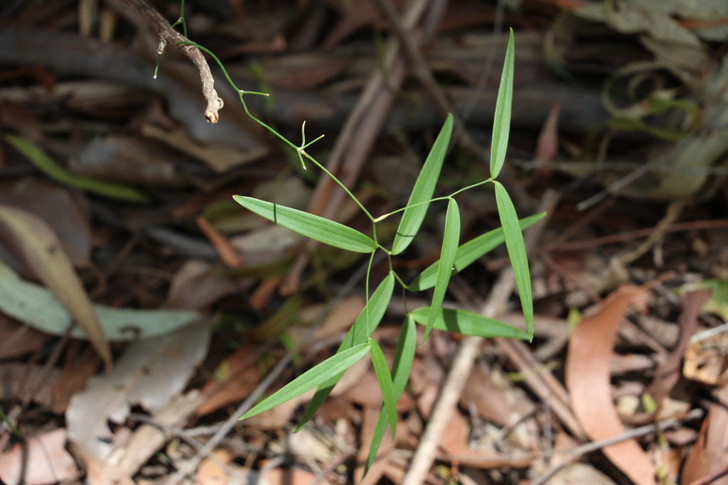 Wombat Berry From Cooloola Excl Gympie Great Sandy Queensland