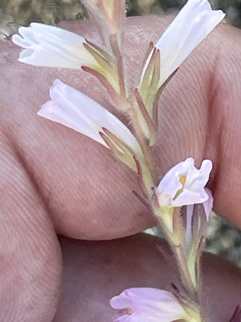 Castilleja Beldingii From La Paz Bcs Mexico On November At