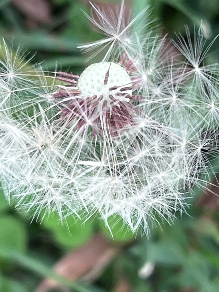 Red Seeded Dandelion From Morgnec Rd Chestertown Md Us On November