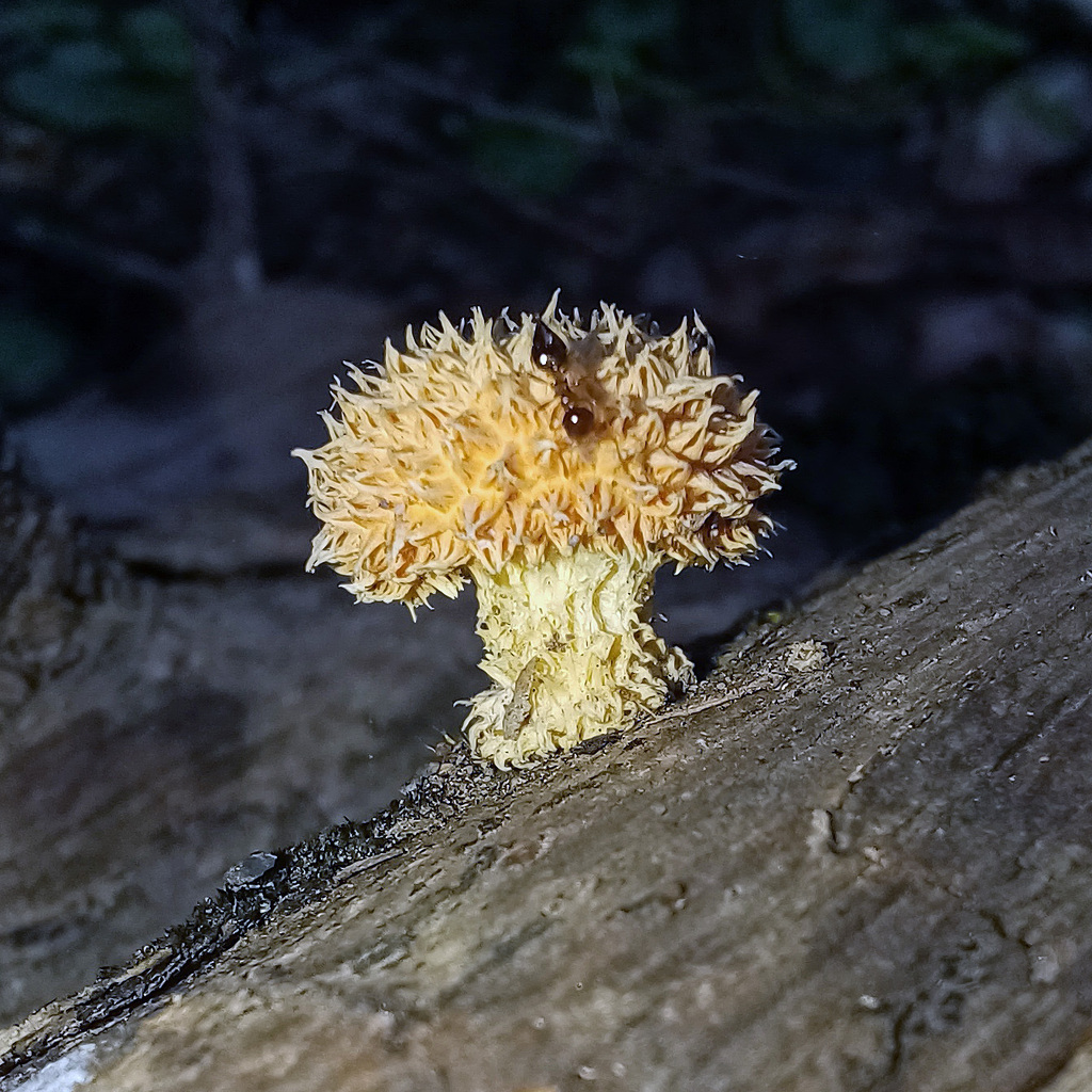 Golden Scruffy Collybia From Newcastle Nsw Australia On November