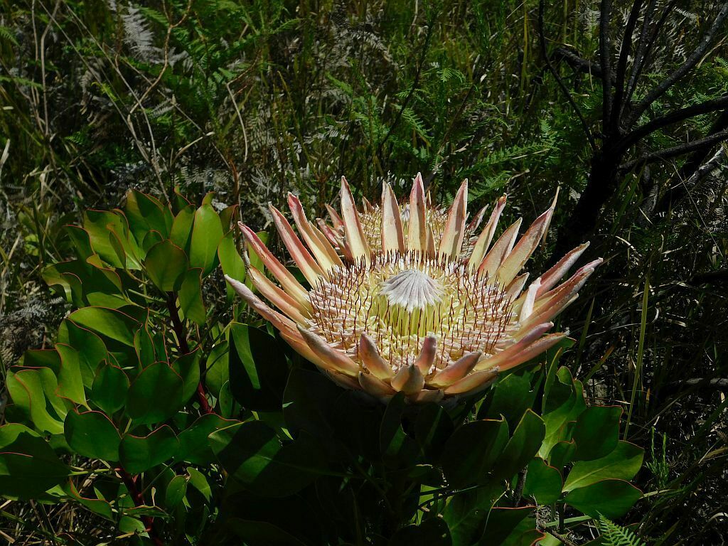 King Protea From Greyton Nature Reserve 7233 South Africa On November