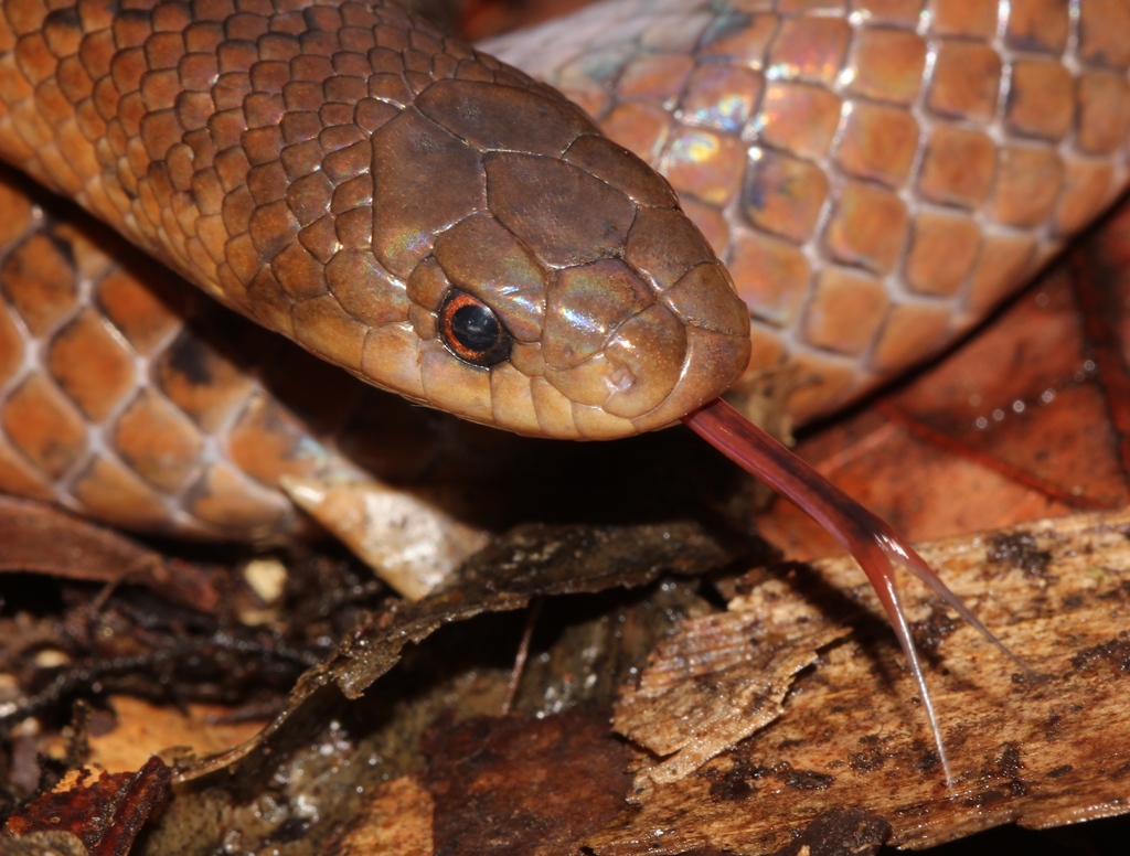 Culebra alacranera Guía de Anfibios y Reptiles de San Andrés Tuxtla