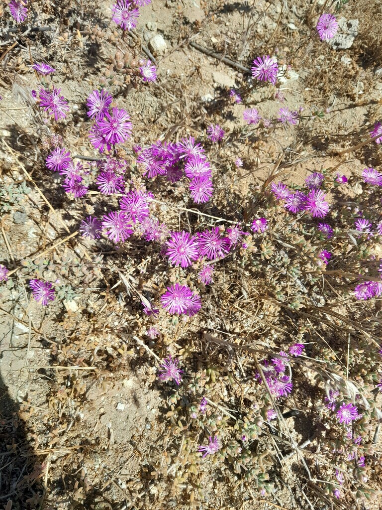 Pale Dewplant From West Coast Peninsula South Africa On October