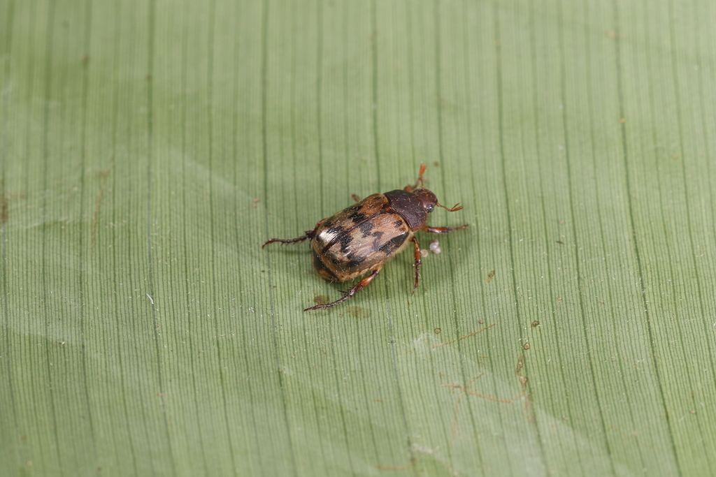 Anomalini from San José Province Copey de Dota 1900 m on December 25