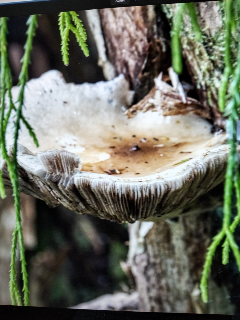 Common Gilled Mushrooms And Allies From Whakat Ne New Zealand On