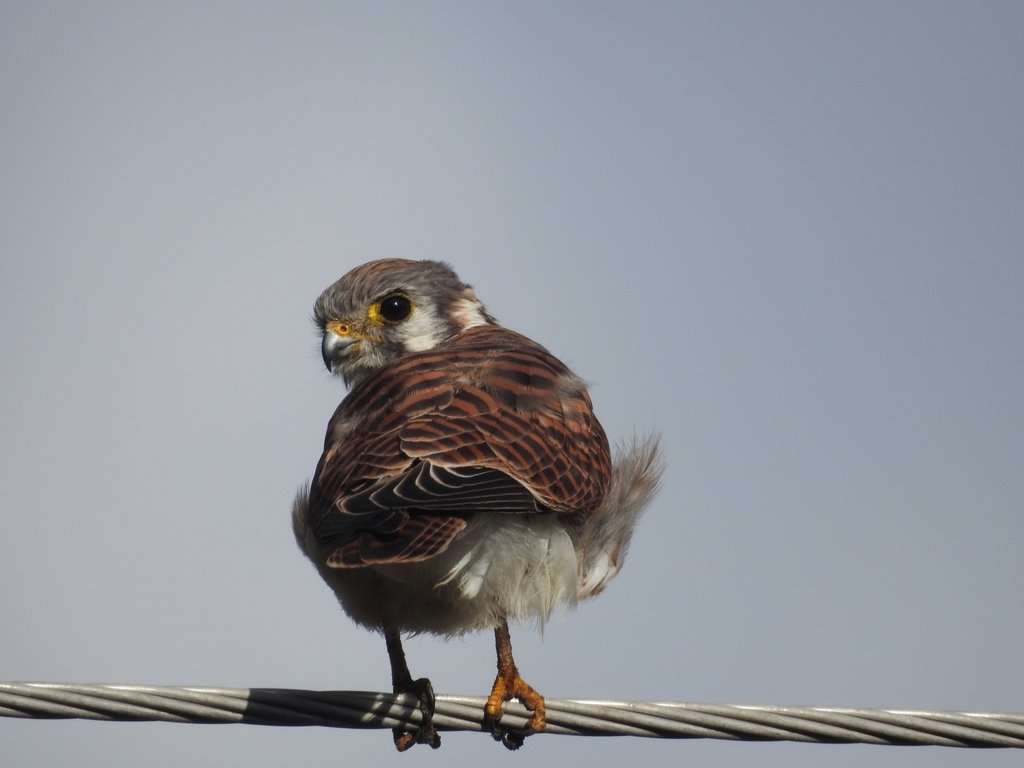 American Kestrel From Acultzingo Ver M Xico On November At