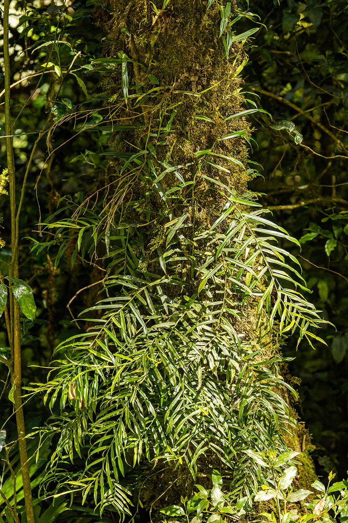 Candle Vine From Border Ranges Nsw Australia On November