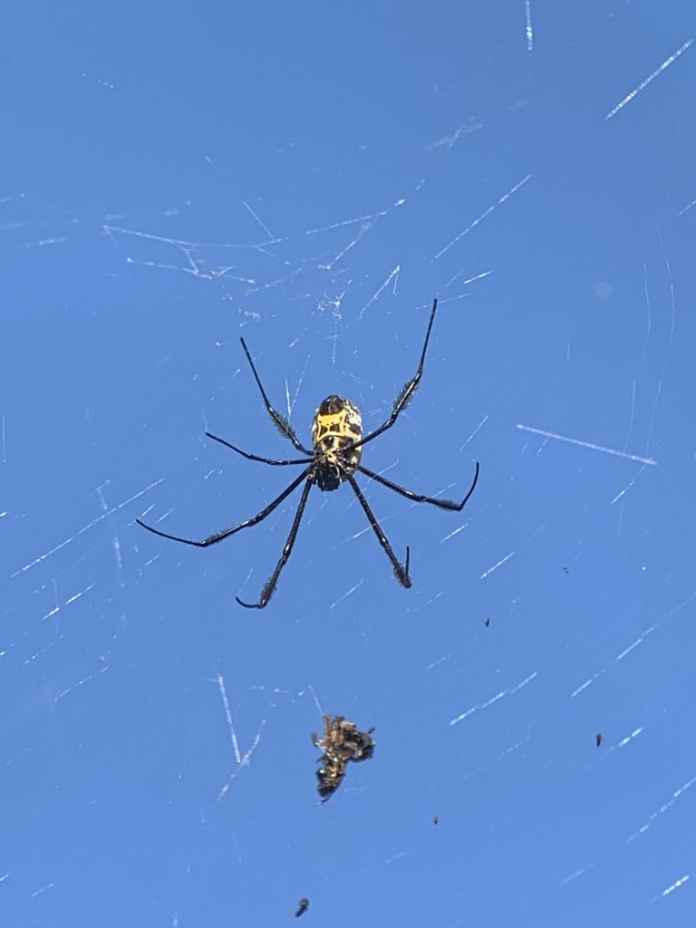 Hairy Golden Orb Weaving Spider From South Africa On August 6 2022 At