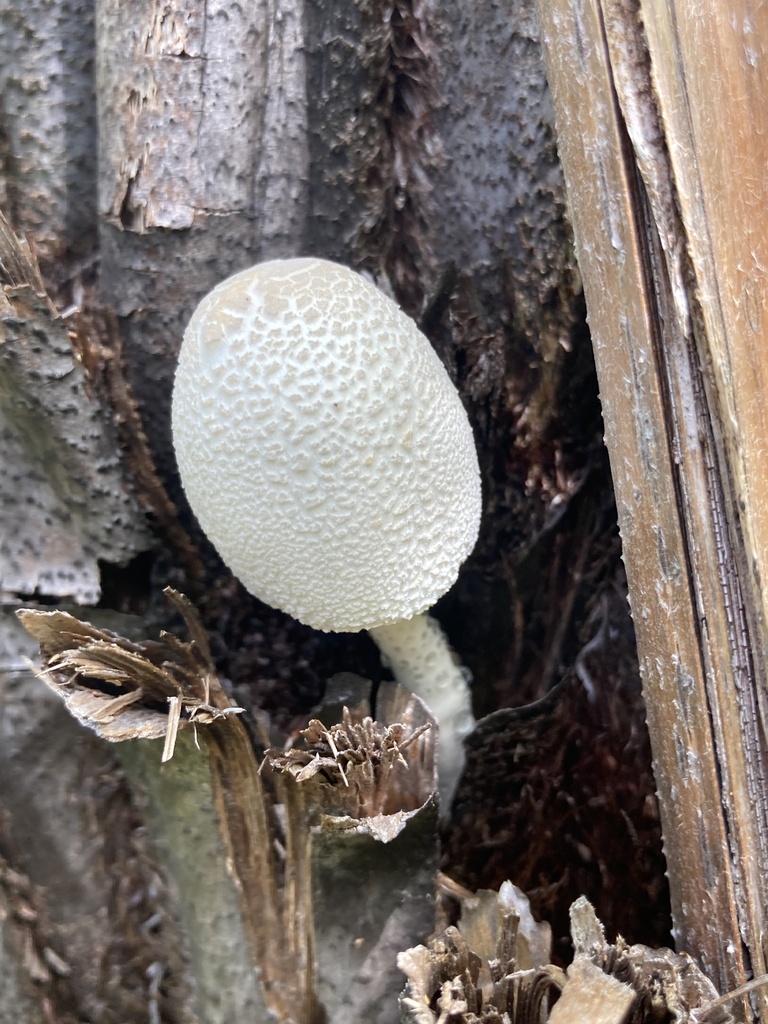 Common Gilled Mushrooms And Allies From North Island Whitianga