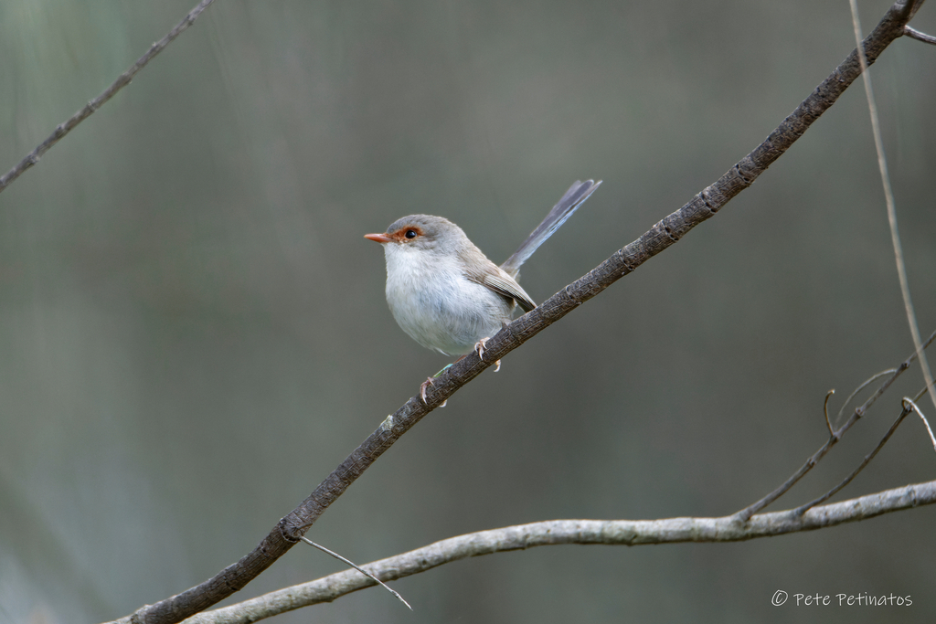 Superb Fairywren From Melbourne Vic Australia On November At