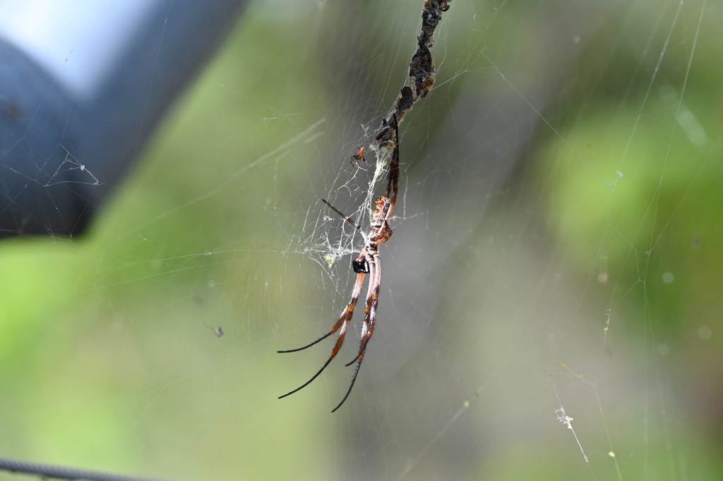 Australian Golden Orbweaver From Kakadu National Park Kakadu Nt Au