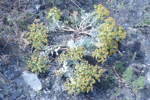 Euphorbia Spinidens INaturalist Canada