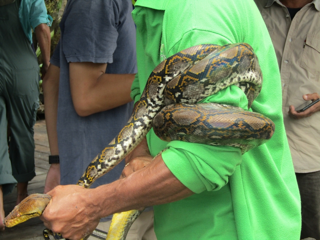 Reticulated Python From Tanah Bawah Kec Puding Besar Kabupaten