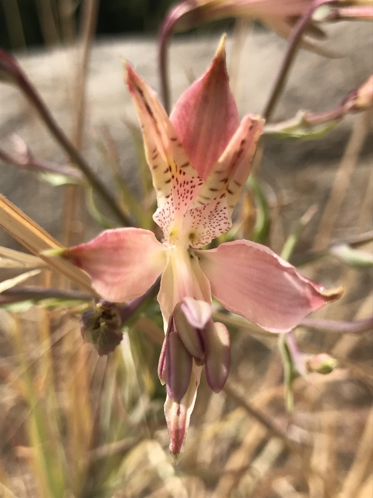 Alstroemeria Angustifolia From Chicauma Lampa Metropolitana De