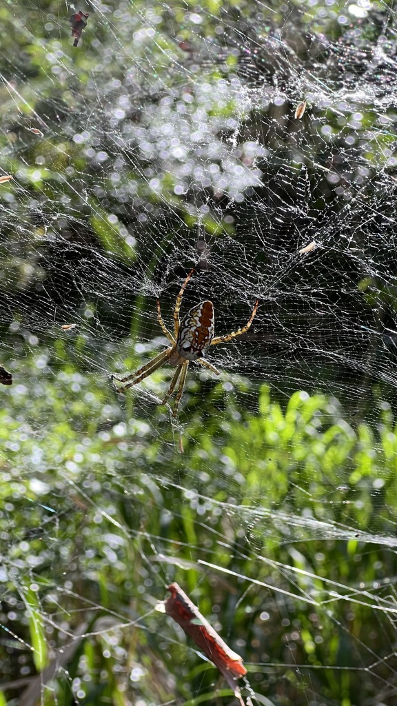 Dome Web Spider From Crosby Rd Ascot Qld Au On November At