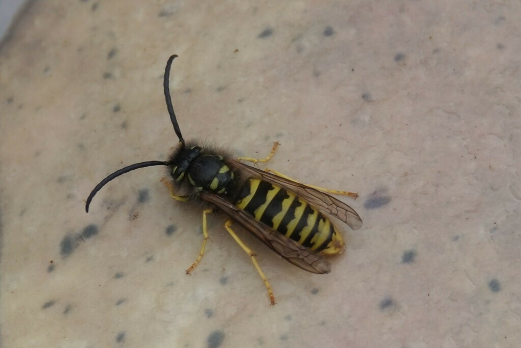 Common European Yellowjacket From Ryde PO33 UK On November 26 2022 At