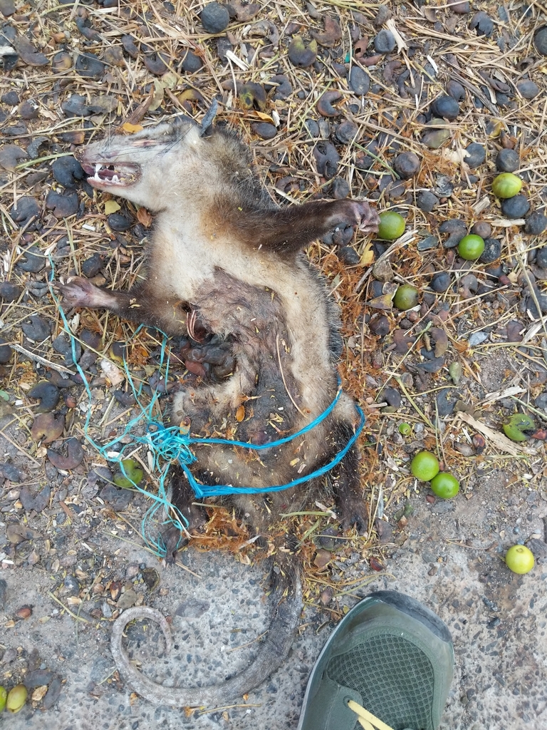 Southern Opossum from Patía CO CA CO on September 7 2018 at 06 37 AM