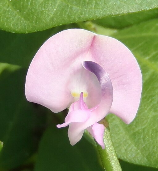 Trailing Fuzzy Bean From Galveston Island State Park Galveston TX