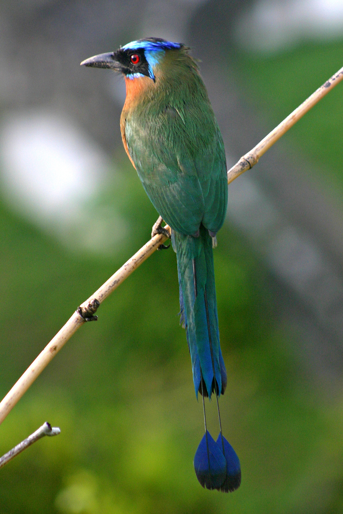 Barranquero AVES DEL BOSQUE SECO TROPICAL DEL CARTAGENA INTERNATIONAL