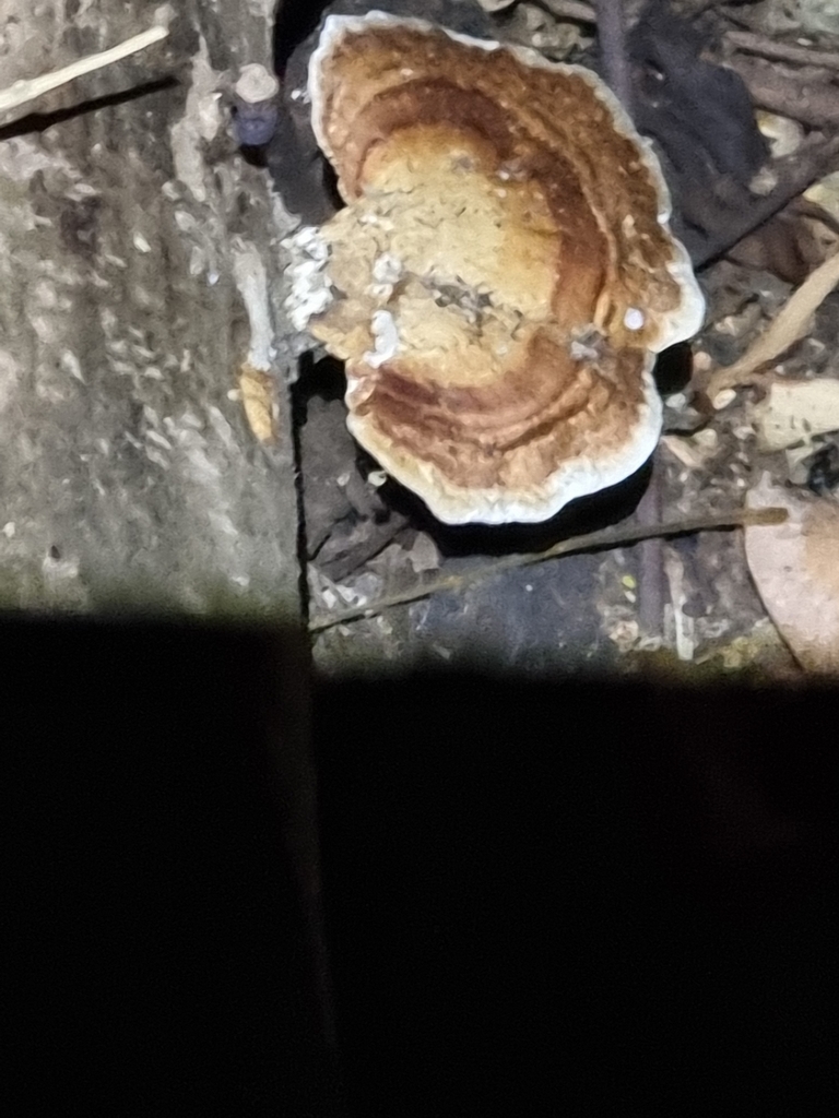 Microporus From Natural Bridge Qld Australia On November