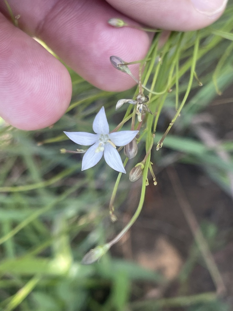 Wahlenbergia Virgata From Greater Tzaneen Rural Tzaneen Lp Za On