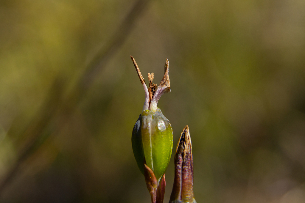 Naked Sun Orchid In November 2022 By Eamonn Culhane INaturalist