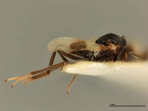 Homalotylus Hymenoptera Of The British Indian Ocean Territory