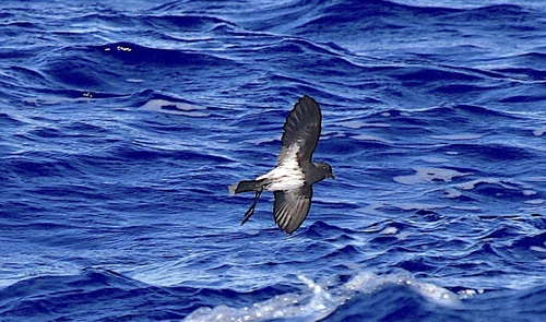 New Caledonian Storm Petrel Fregetta Lineata Inaturalist