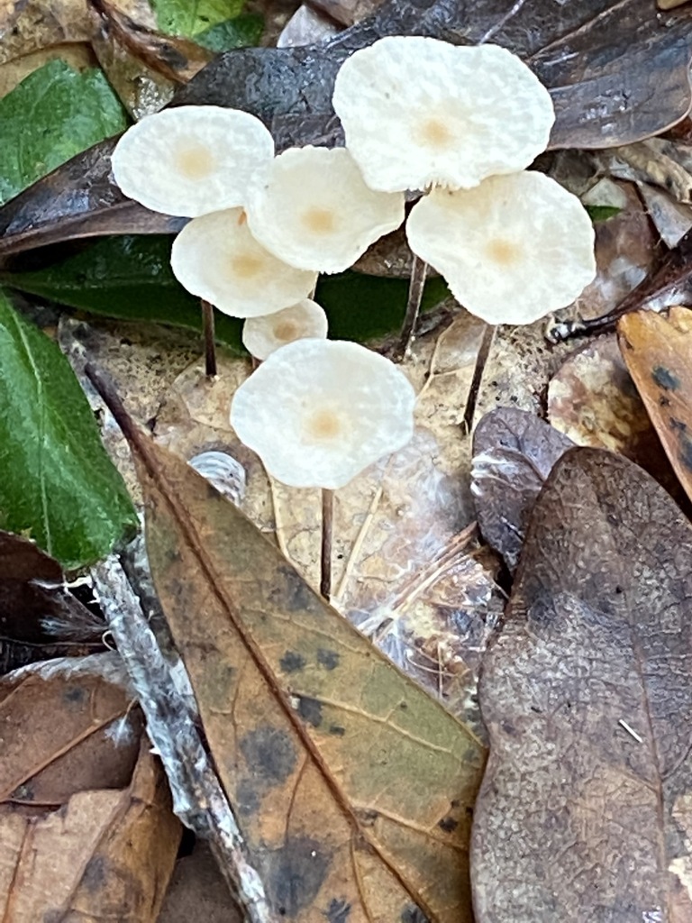 Common Gilled Mushrooms And Allies From Isaac Creek Campground Monroe