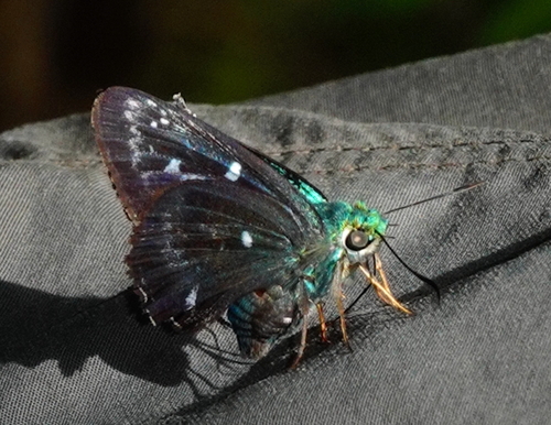 Allora Major Naturalista Mexico