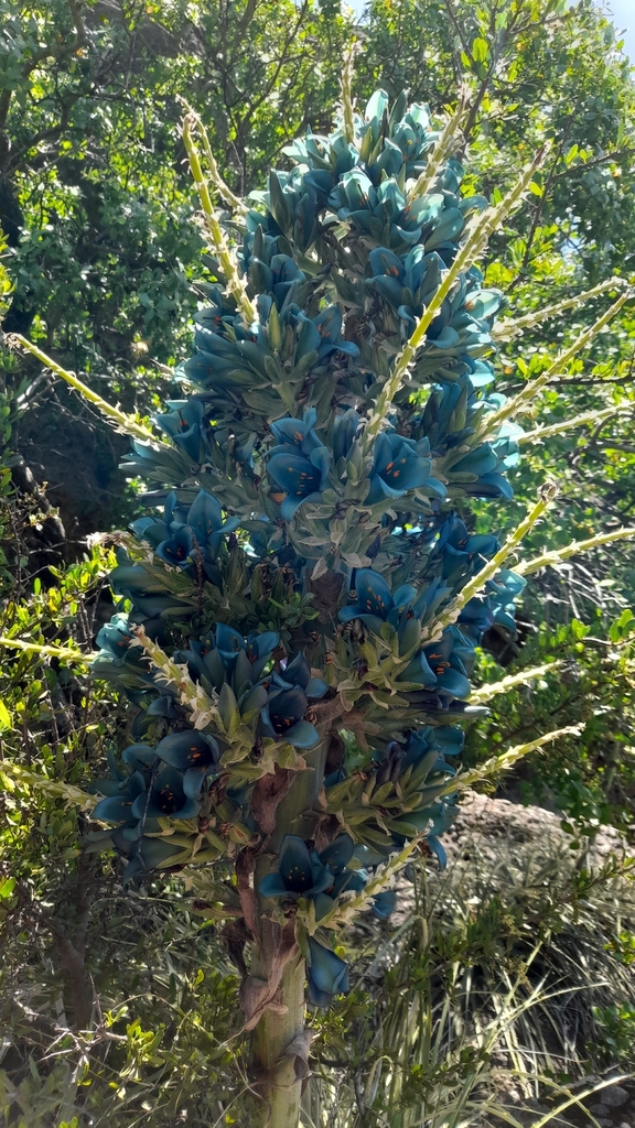 Puya alpestris alpestris from Antuco Bío Bío Chile on November 20