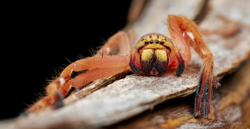 Neosparassus Rutilus From 38 Sir Samuel Griffith Dr Mount Coot Tha QLD