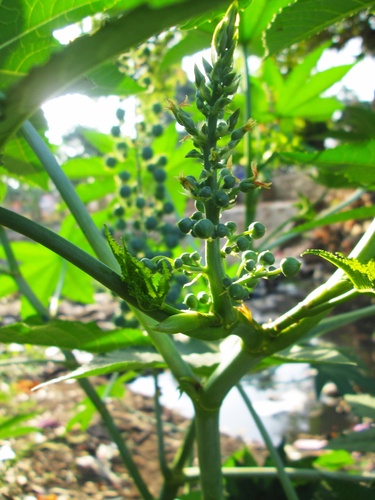 E Wonderboom Beheer Kruidentuin Abdij Postel Inaturalist