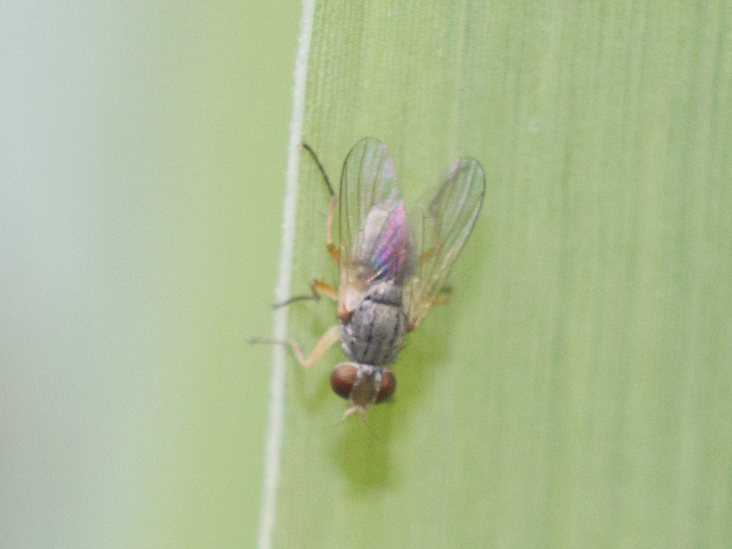 Brachyceran Flies From Alto Jaboticabal SP Brazil On December 1