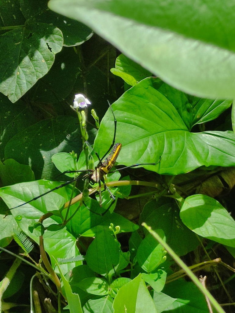 Giant Golden Orbweaver From Mintal On December At Am By