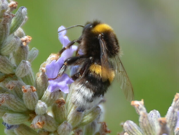 Bombus from Poreč Kroatien on July 17 2019 at 12 32 PM by jmli