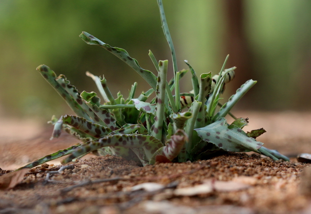 Ledebouria From Mopani District Municipality South Africa On November