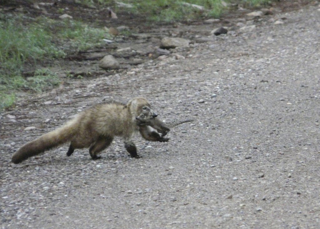 White Nosed Coati From Cochise County AZ USA On August 1 2011 At 07